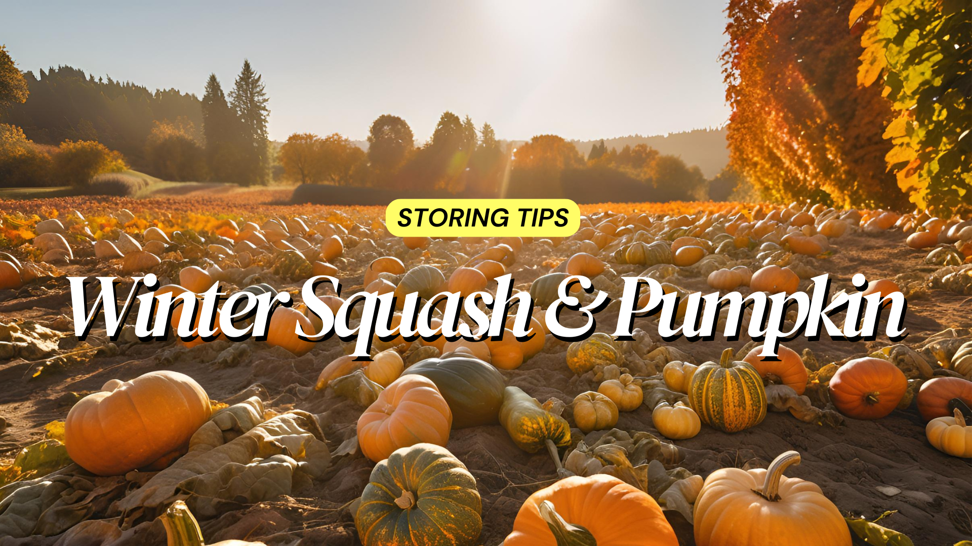Ultimate Guide: How to Store Winter Squash and Pumpkins for Months