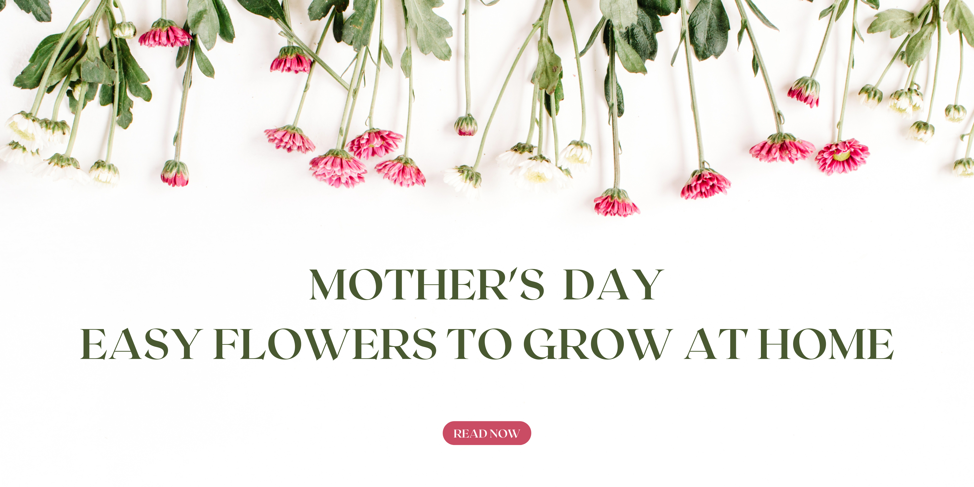 7 Easy Mother's Day Flowers to Grow At Home