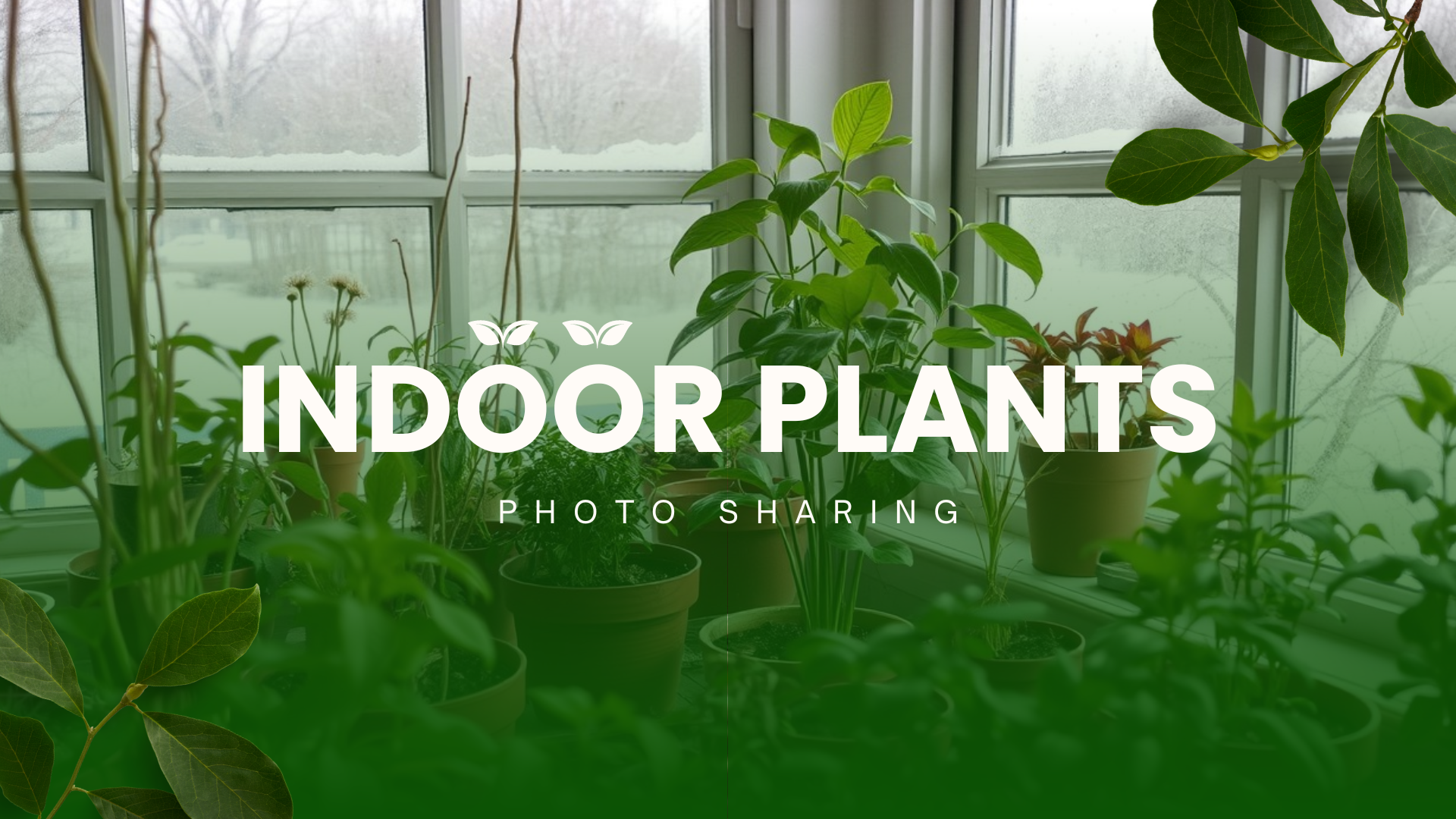 Celebrating Nature Indoors: Highlights from National Indoor Plant Week - Part 1