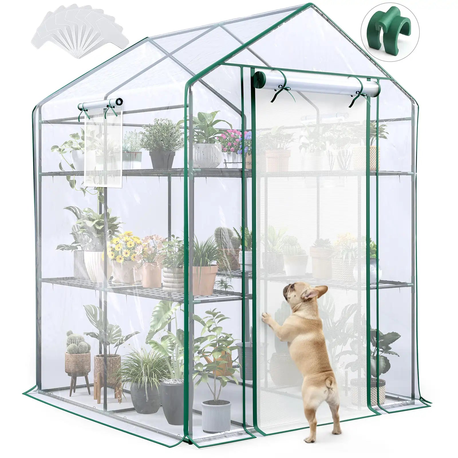 56x56x77 Walk-in Greenhouse clear#color_clear