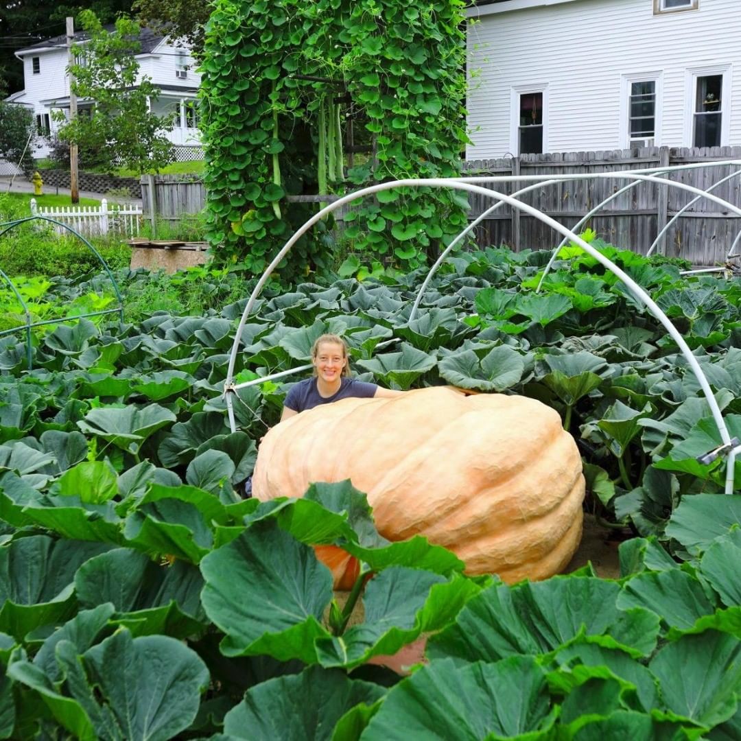 Giant Pumpkin grew inside Quictent Greenhouse