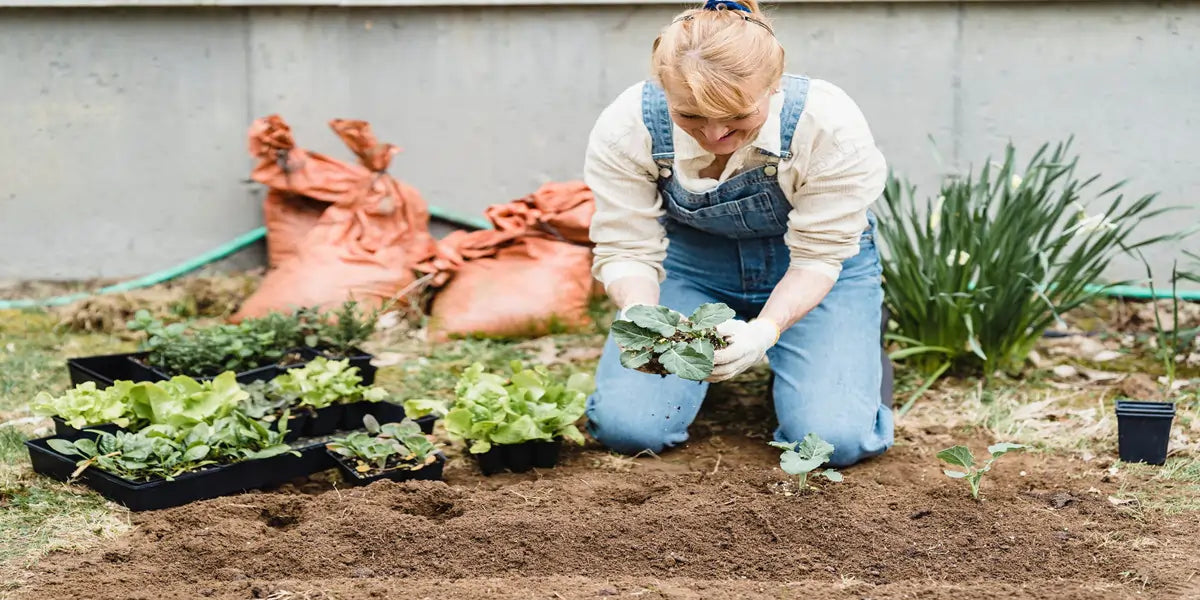 Woman planting seedling