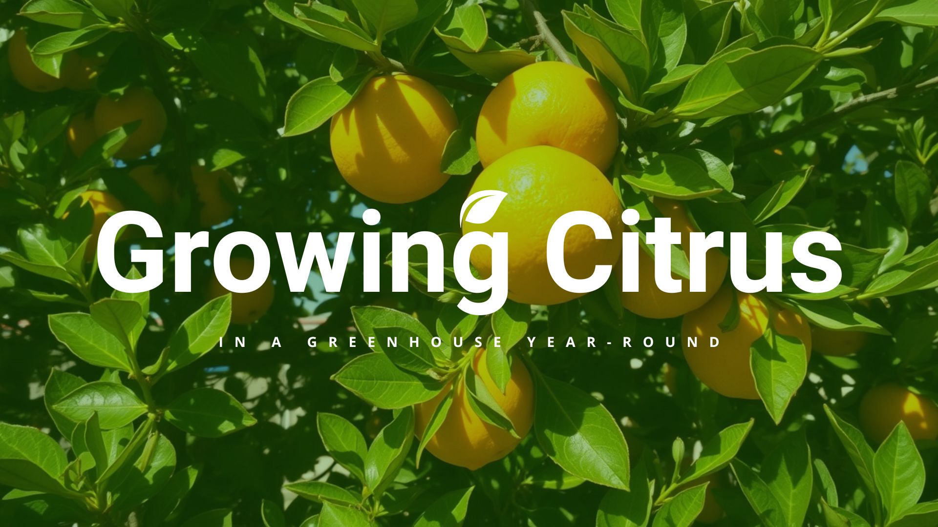 Complete Guide: Growing Citrus in Your Greenhouse Year-Round (2024 Tips)