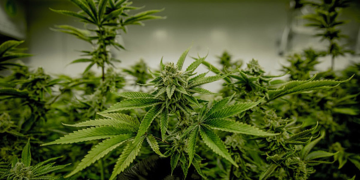 grow tent cannabis
