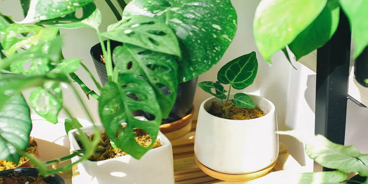 indoor potted plants