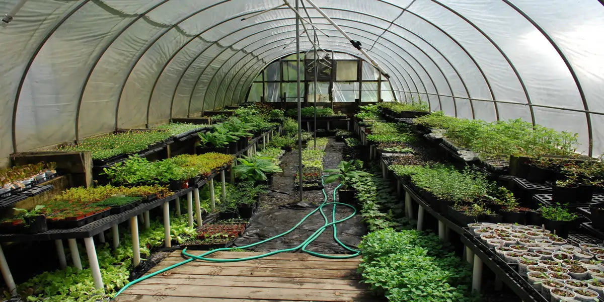 large greenhouse inside