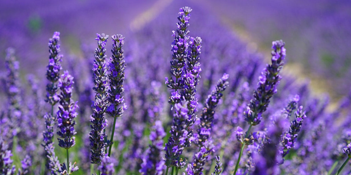 Spring Trend - Love Your Lavender Season