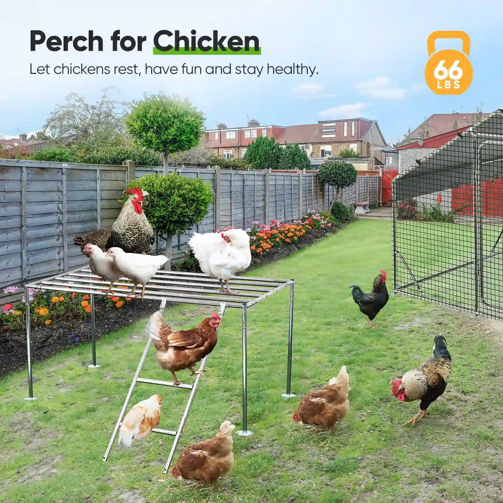 Perch for chicken#size_18x9FT with ladder