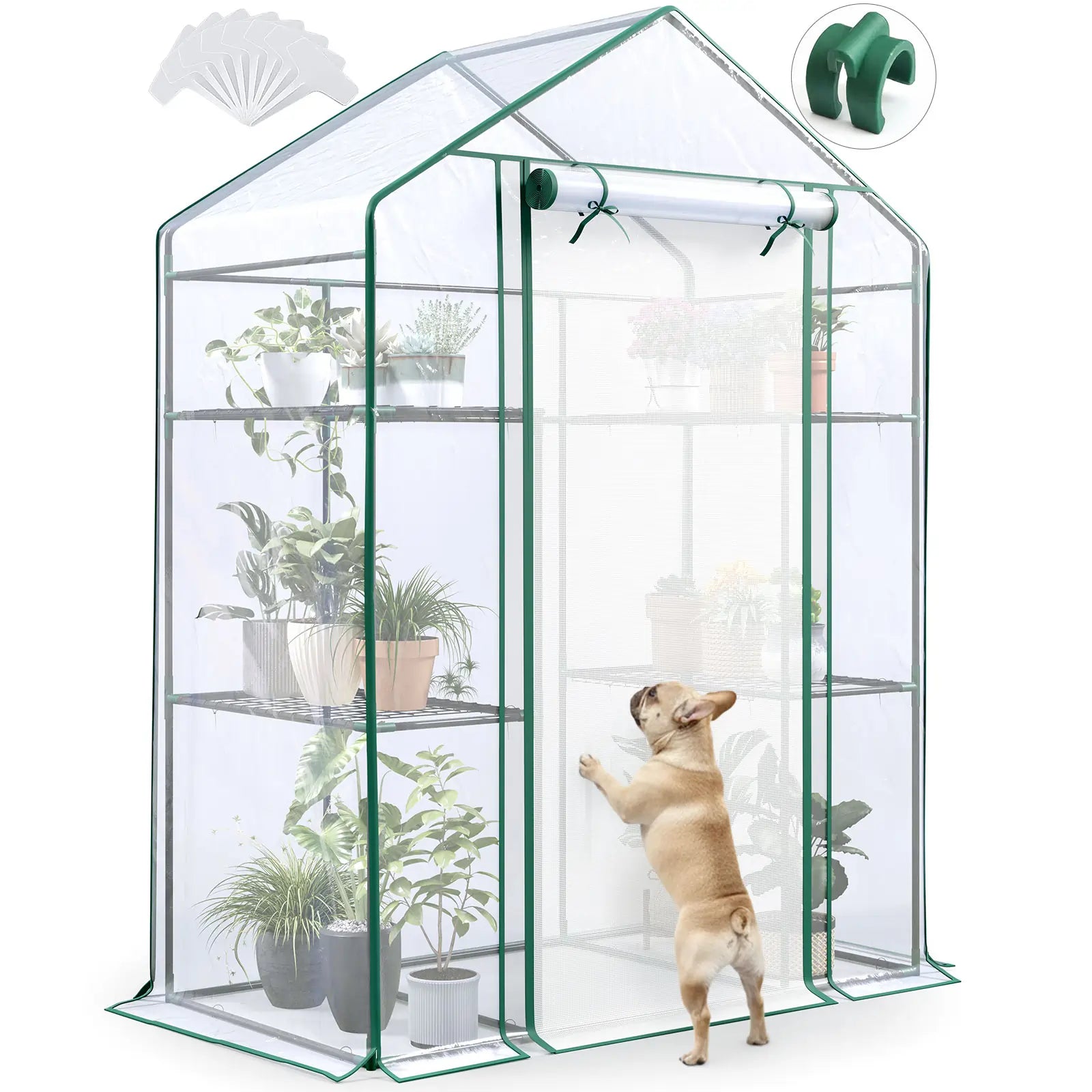 56x29x77 Clear Greenhouse#color_clear